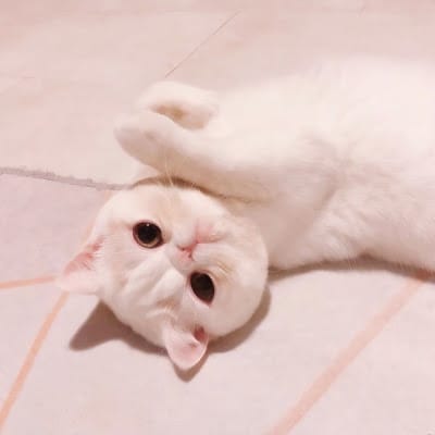 Lê Thị Cúc
